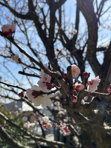 梅の花咲いた♪