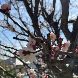 梅の花咲いた♪