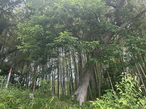 季節の変わり目に「咳」ご注意！